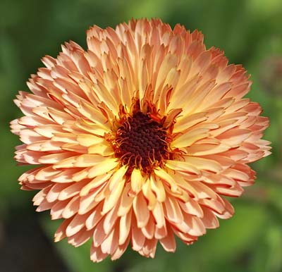 Strawberry Blonde Calendula - Organic Seeds