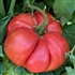 Moses - Organic Tomato Seeds