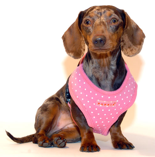 Dotty Pink Puppia Harness