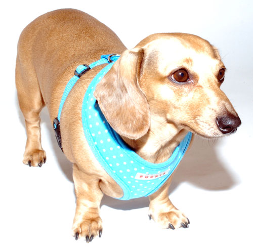 Dotty Blue Puppia Harness