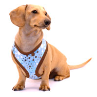 Blue Jacks Cushion-Fit Dachshund Harness