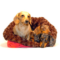 Chocolate and Berry Dachshund Bed