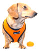 Bright Orange Puppia Harness