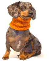 Pumpkin Noodle Boodle Dachshund Neck Warmer