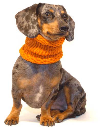 Pumpkin Noodle Boodle Dachshund Neck Warmer