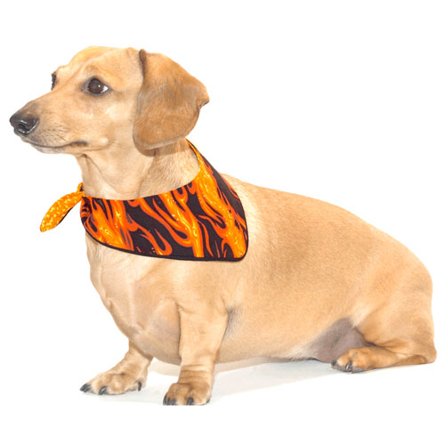 Flames Noodle Bandoodle Dachshund Bandana