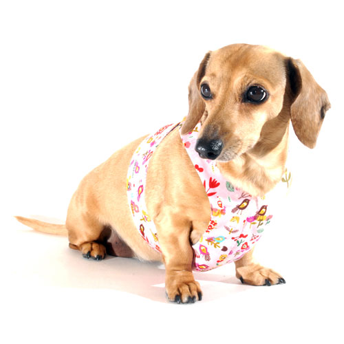 Reversible Tweet Tweet Easy-Go Never-Choke Dachshund Harness