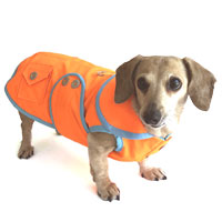 Neon Orange Sorbet Dachshund Raincoat