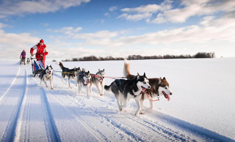 Husky Homestead Tour in Denali Alaska