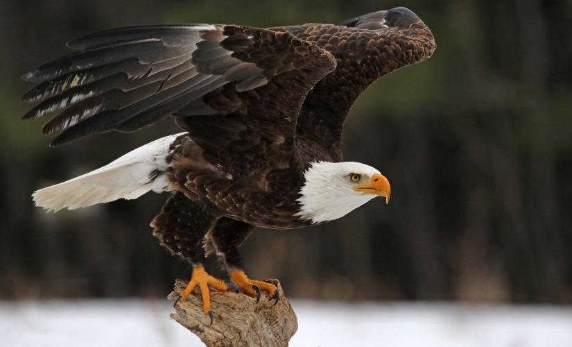 Chilkoot Lake Nature and Wildlife Viewing Haines