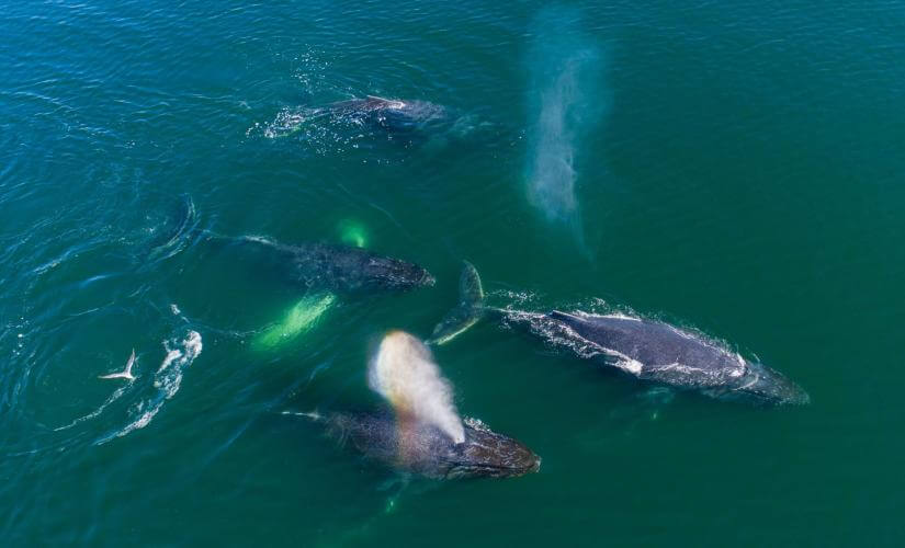 Alaska Drone and Whale Wildlife Adventure