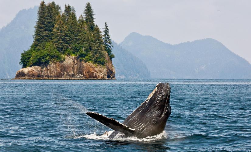 Private Premier Whale Watching