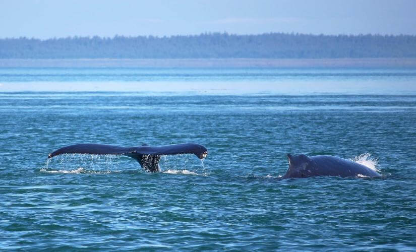 Best of Icy Strait, Alaska, Juneau, Alaska, Sitka, Alaska, and Ward Cove, Alaska Package
