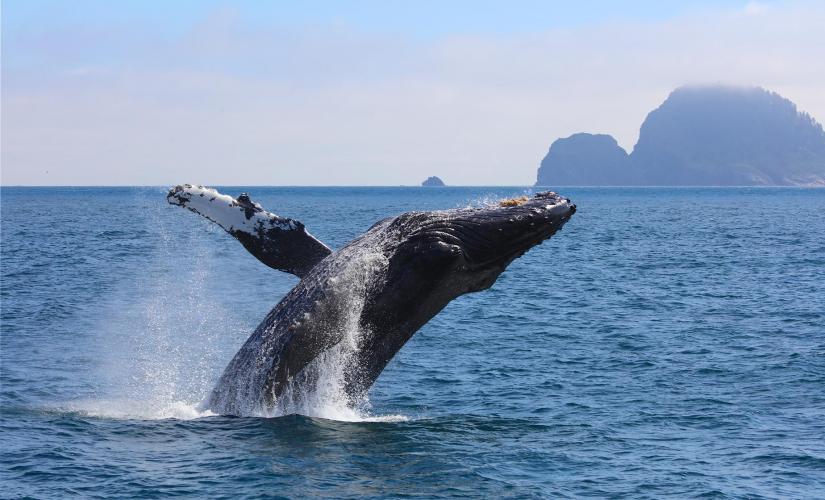 Private Whale Watching (Holley Group 2026)