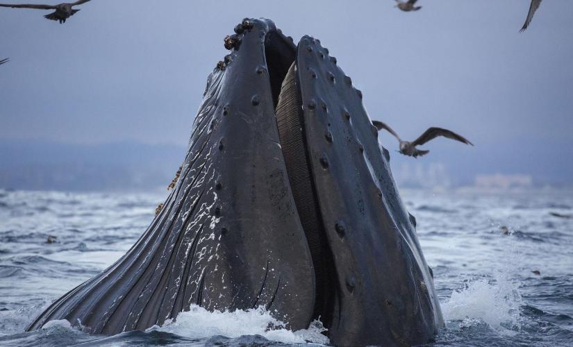 Salmon Bake and Whale Watching Combination Cruise Trip in Juneau