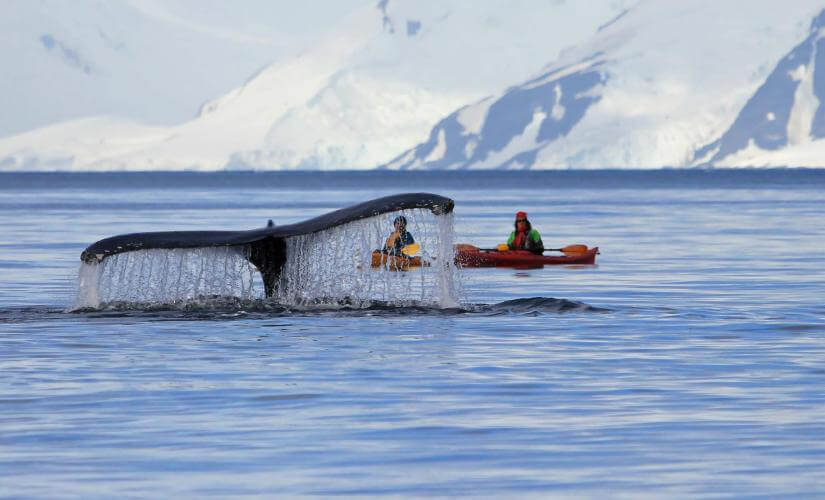 Kayaking the Channel Islands and Whale Watching