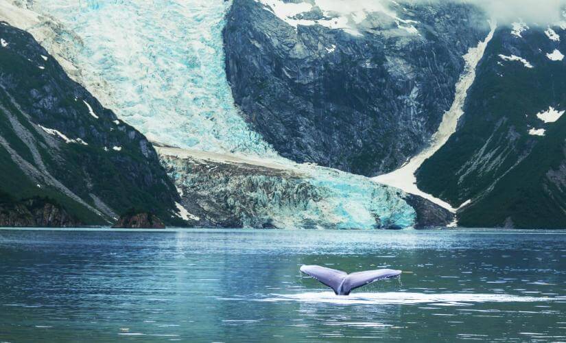 Private Luxe Land and Sea in Juneau