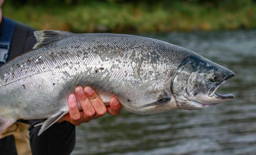 Private Alaskan Halibut and Salmon Fishing Expedition