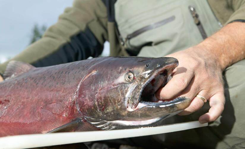 Private Alaskan Salmon Fishing Expedition