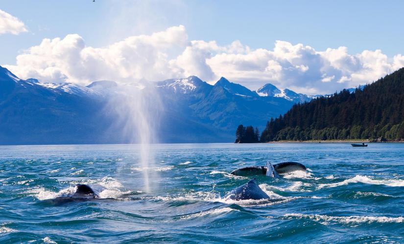 Private Exclusive Whale Watching Cruise with Shared Roundtrip Pier Transportation (Martindale Alaska Party 2026)