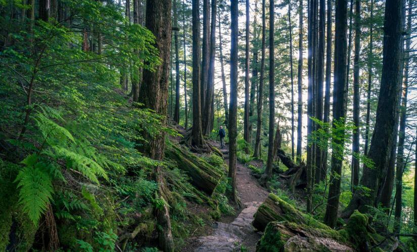 Tongass National Rainforest Meditation Walk