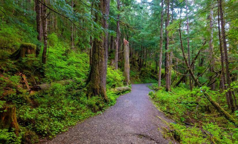 Private 3 Hour Rainforest Hike Nature Experience from Ketchikan