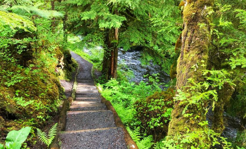 Private Rainforest Walk and Totem Park-3 Hours (Celebrity Solstice Group 2025)
