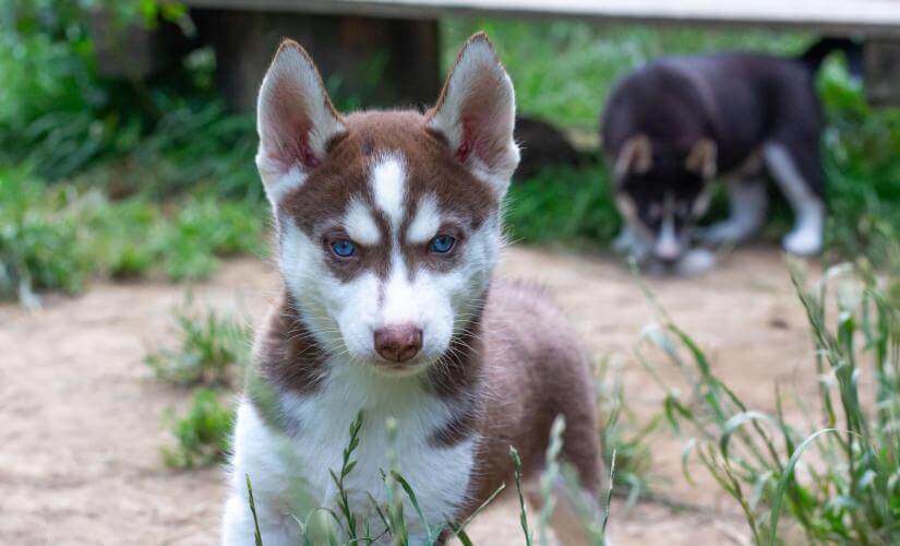 Alaska Husky Puppy Encounter and Scenic Mountain Views