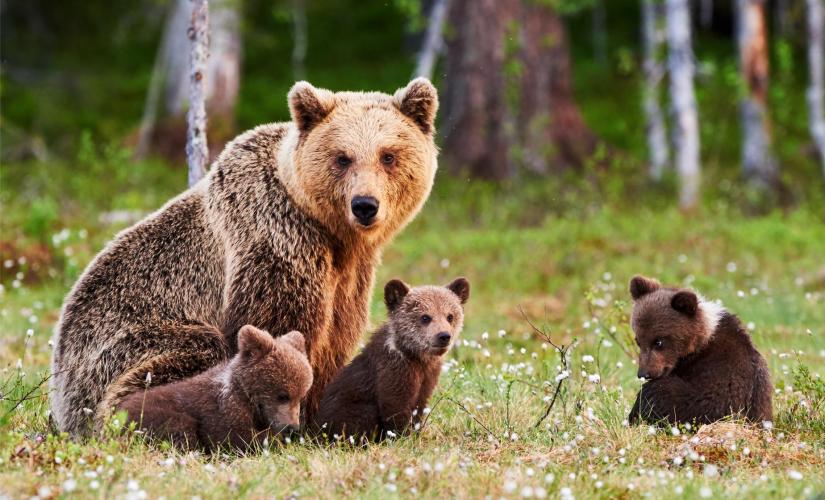 Wildlife Safari and Bear Viewing - Haines