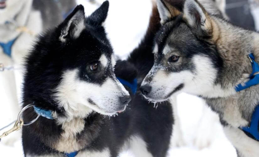 Private Summit Views, Yukon Sled Dogs & Musher Experience with Gold Panning Stop (D'Souza Party 2026)