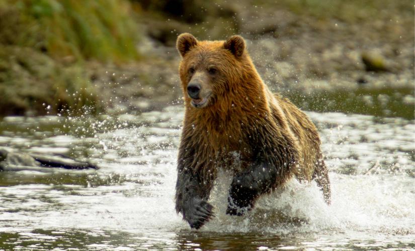 Private Scenic Sitka