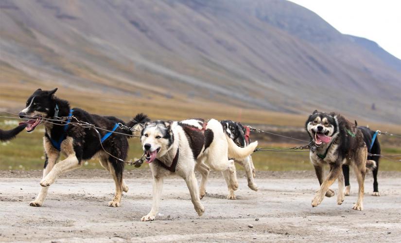 Wilderness Dog Sled Tour
