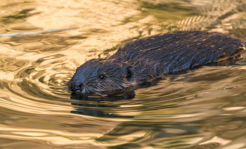 Talkeetna Shore Trips | Devil's Canyon Adventure