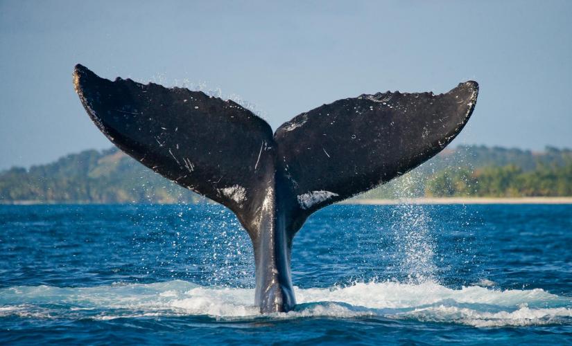 Private Whale Watching Tour from Hauganes (Bringle Party 2025)