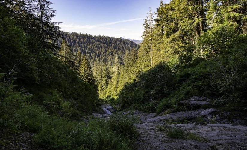 Tongass National Forest Scenic Lake Hike from Ward Cove