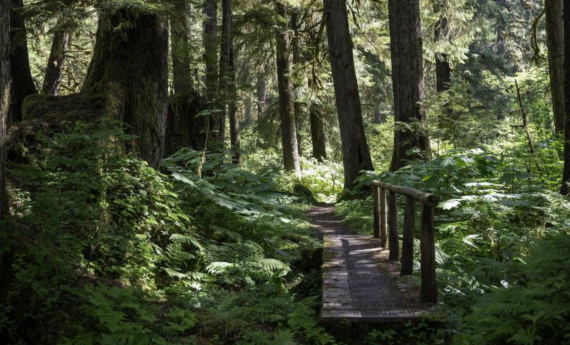 Tongass National Forest Scenic River Hike from Ward Cove