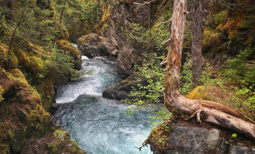 Rainforest Walk and Totem Park from Ward Cove (2 Hours)