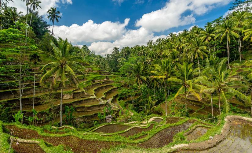 Private Ubud Exploration for a Day (Island Princess World Cruise 2024)