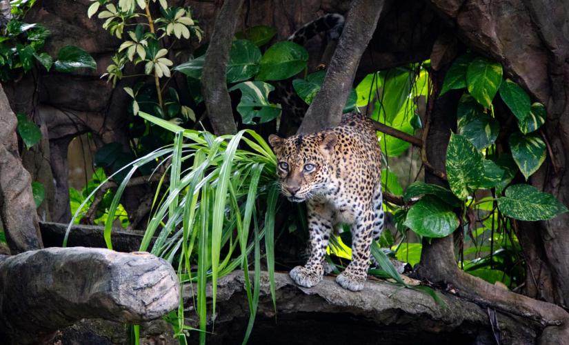 Beautiful Bali Safari Marine Park