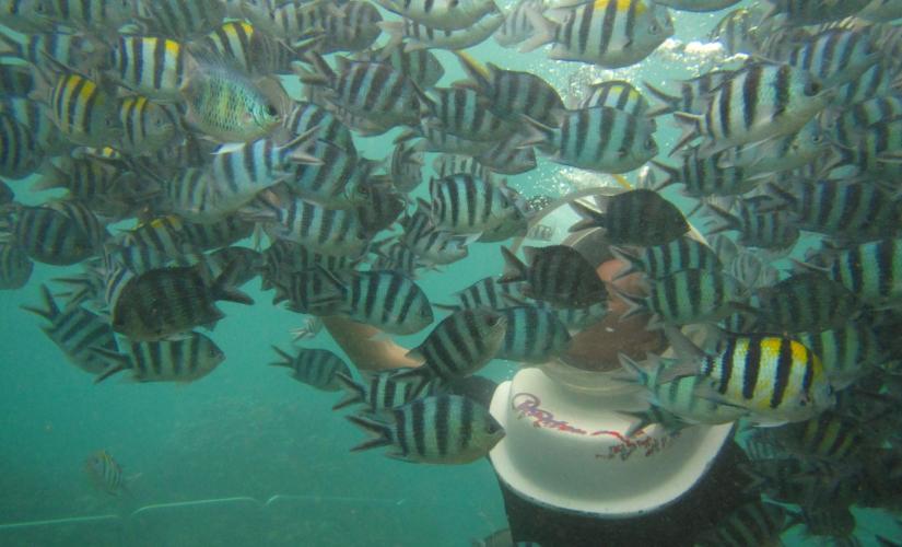 Best of Benoa, Airlie Beach, and Darwin Three Port Package