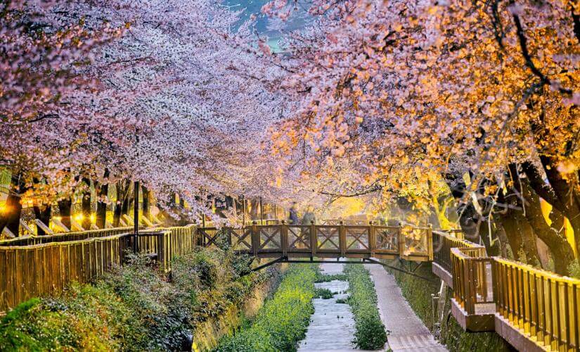 Exclusive Cherry Blossoms and Busan Sightseeing