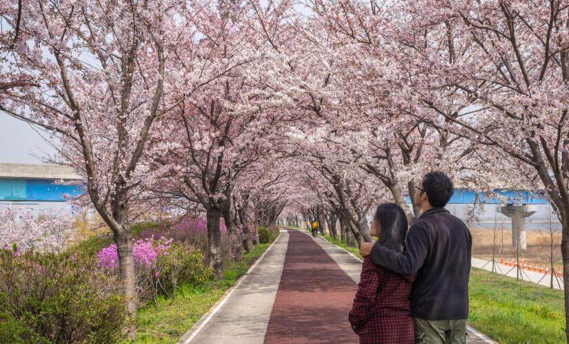 Private Cherry Blossoms and Busan Sightseeing