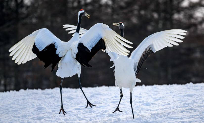 Private Kushiro Sightseeing and Nature's Highlights