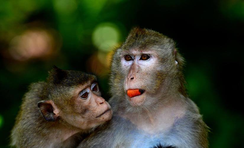 Private Pattaya Adventure at Khao Kheow Open Safari