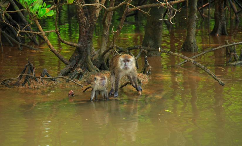 Private Mangrove and Eagle Watching Adventure