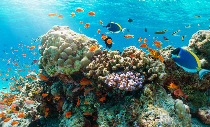Snorkeling in Nha Trang