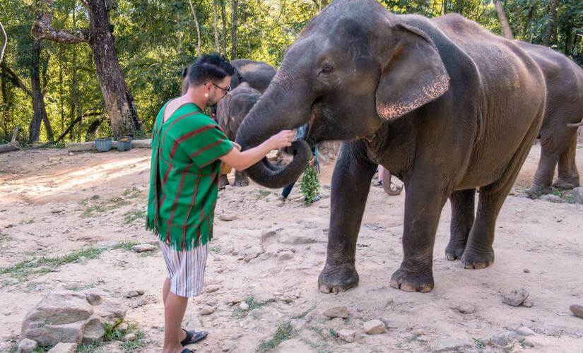 Elephant Feeding in Phuket