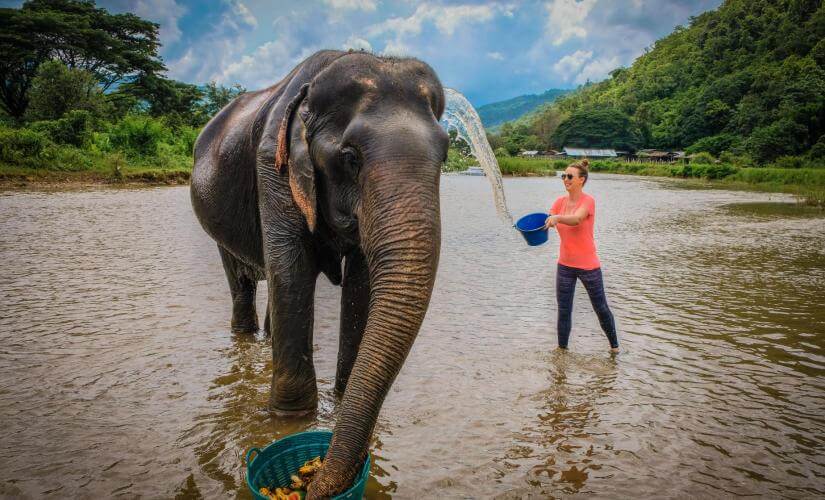 Half Day Phuket Elephant Care Sanctuary Experience