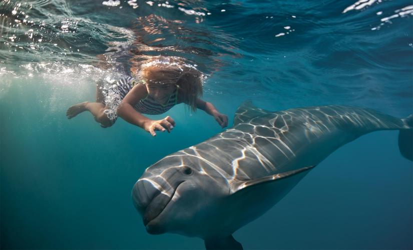 Swim with Dolpins Tour in Akaroa Harbor