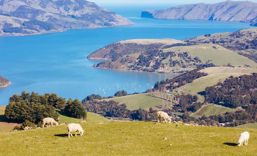 Banks Peninsula, Christchurch, and Willowbank Wildlife Reverse Tour